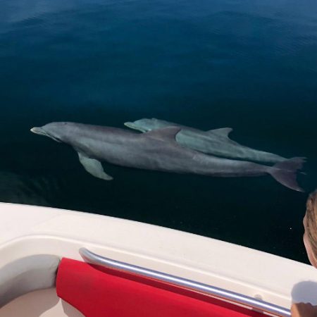 dolphin-bay-bocas-del-toro